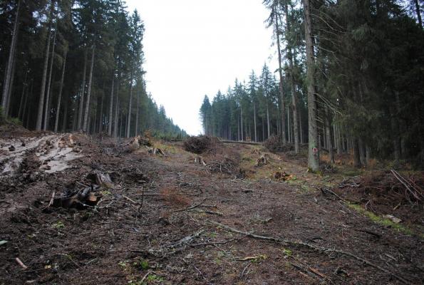 "Defrişările sunt crimă". Proteste în marile oraşe din ţară