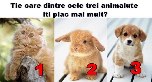 Cel mai tare test! Alege animalul preferat şi vezi ce spune asta despre personalitatea ta