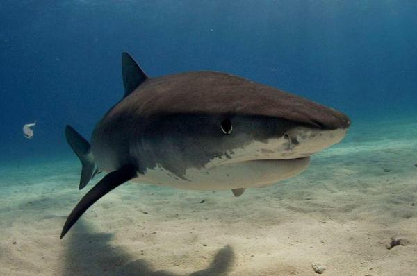 Sanitarul apelor bate orice record: află totul despre rechinul-tigru