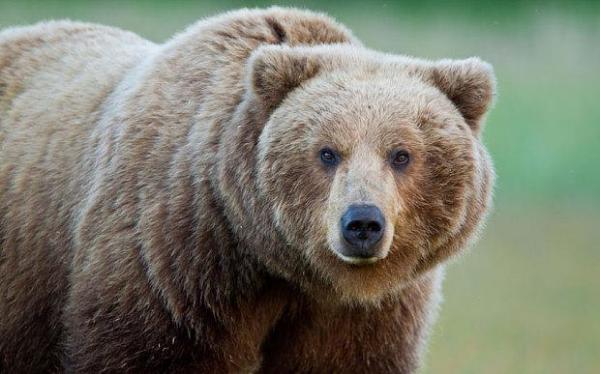Ursul "de mari dimensiuni" văzut în centrul Sibiului a fost UCIS! Animalul a fost găsit într-o curte