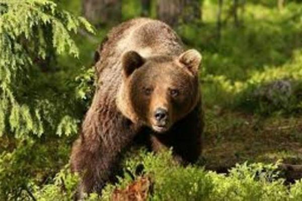 INCIDENT ŞOCANT la Braşov: Un turist american a fost ATACAT de un urs chiar în oraş. Tânărul are o plagă muşcată