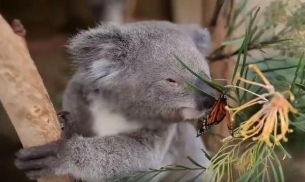 VIRAL! "Prietenie" inedită între un urs koala şi un fluture (VIDEO)