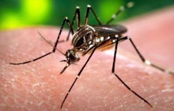 DESCOPERIRE ŞOCANTĂ despre virusul ZIKA: Efectul devastator pe care îl are asupra adulţilor