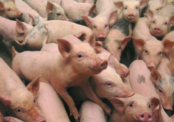 Autorităţile sunt în ALERTĂ! Ar fi DEZASTRU ca pesta porcină africană să ajungă în România