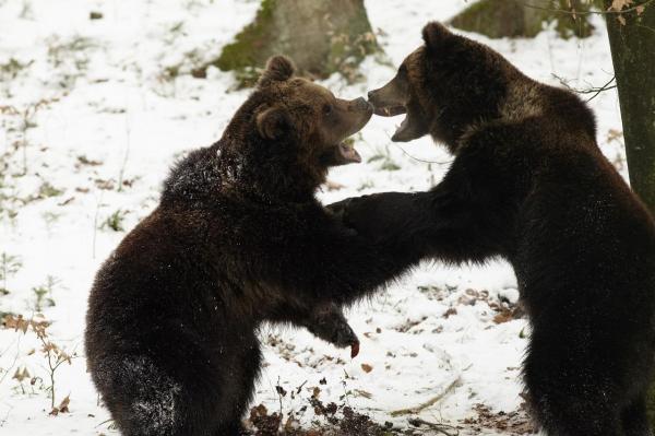 Agenţia de Protecţie a Mediului Mureş cere derogare pentru relocarea urşilor care terorizează populaţia de pe Valea Târnavelor