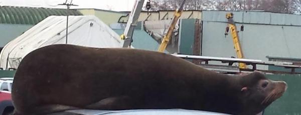 VIDEO Un leu de mare s-a rătăcit pe uscat şi a crezut că a găsit o stâncă, să se odihnească