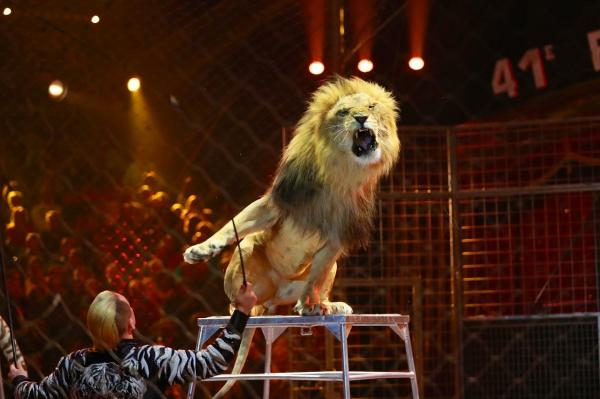Decizie RADICALĂ a primăriei Bucureşti: Dresura de animale, INTERZISĂ la Circul Globus. Animalele vor fi RELOCATE