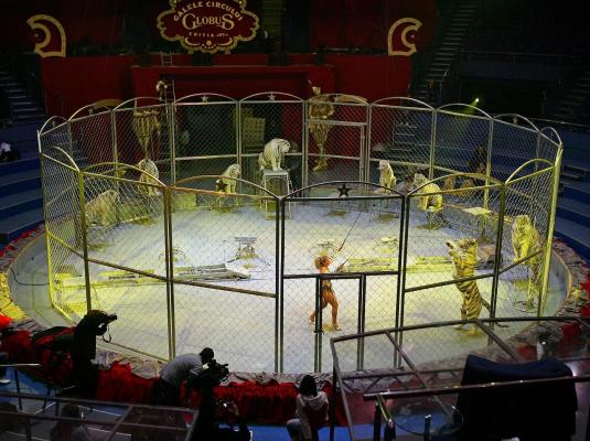 Dresura de animale, scoasă din programul Circului Globus din Capitală