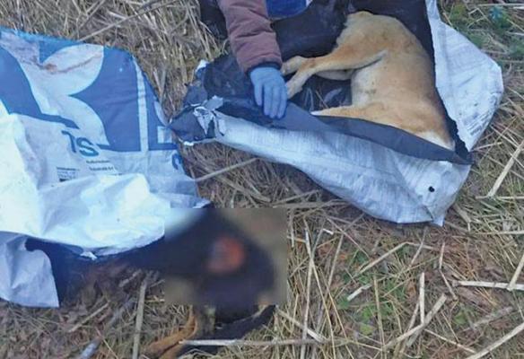 Se caută o bestie cu chip de om. Autorii acestei grozăvii, ameninţaţi cu linşajul de sătmăreni