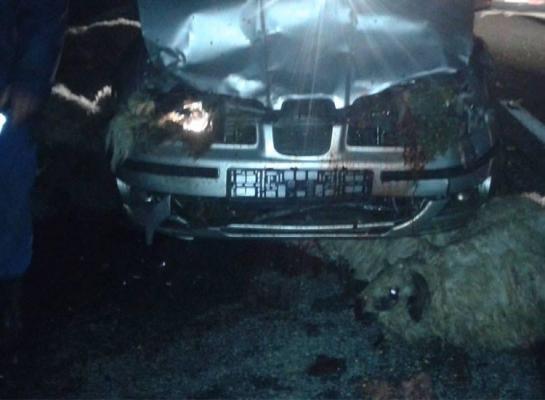 Carnagiu pe o şosea din Caraş-Severin! O şoferiţă a intrat în plin cu maşina într-o turmă de oi - FOTO