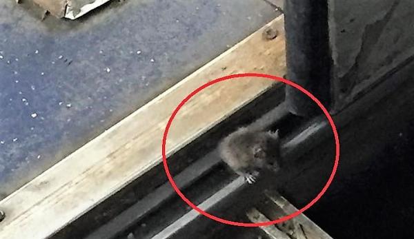 Şobolan în trenul de Iaşi. Imaginile surprinse de un călător au declanşat un scandal monstru: "O fi şi el student şi merge cu trenul gratuit"