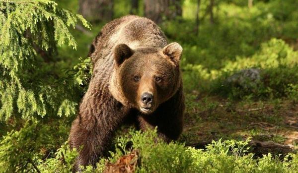 Descoperire MACABRĂ la marginea unei păduri din Argeş! Un urs a fost ÎMPUŞCAT şi DECAPITAT de braconieri!
