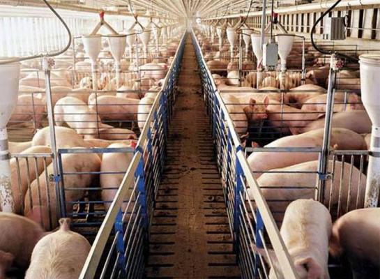 Peste 1.500 de porci au murit CARBONIZAŢI într-un incendiu care a curprins o fermă de porci din Băileşti