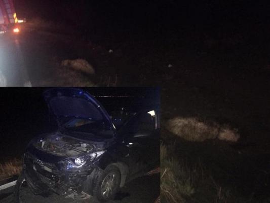 O şoferiţă a făcut prăpăd în apropiere de Timişoara, intrând în plin într-o turmă de oi, pe şosea. Ciobanul a fost transportat la spital în stare critică