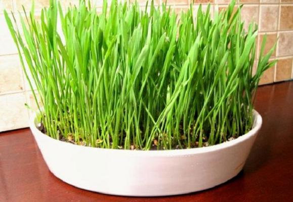 Când trebuie să punem grâul la încolţit pentru Sfântul Andrei