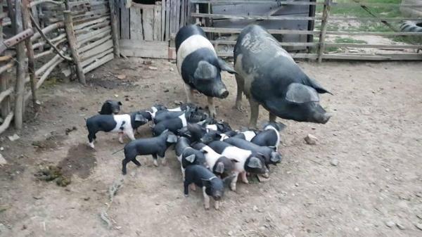 Ministrul Agriculturii, Petre Daea, anunță că românii vor primi porci gratis. Care sunt condițiile