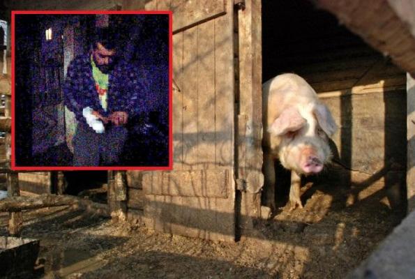 Mihăiță din Vaslui a ajuns la Urgențe, încercând să taie porcul. Animalul s-a răzbunat pe tânărul beat și furios, rănindu-l serios