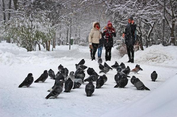 Capitala, ameninţată de GRIPA AVIARĂ! Firea: Am activat unitatea locală de sprijin pentru combaterea răspândirii cazurilor