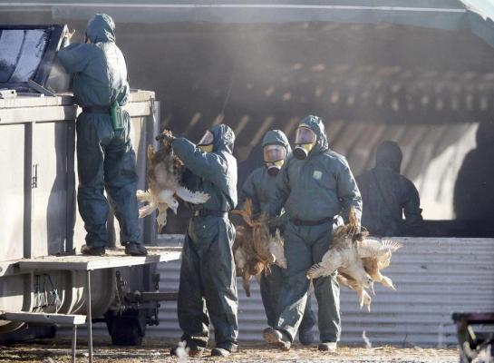 600.000 de raţe vor fi sacrificate în Franţa, pentru stingerea unui focar de gripă aviară