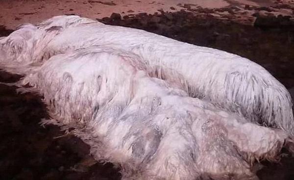 Apariţie SF pe o plajă din Filipine: Ce este această URIAŞĂ creatură păroasă care a devenit VIRALĂ pe internet (FOTO şi VIDEO)