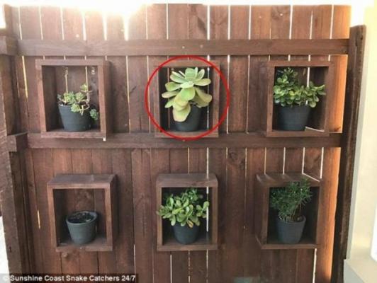 Pare o fotografie normală, însă după o privire mai atentă vei simţi FIORI RECI! E ÎNSPĂIMÂNTĂTOR ce se ascunde în spatele unei plante