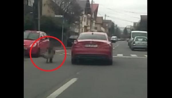 Șoferii din Brașov au filmat ÎNGROZIȚI această femeie care își "plimbă" câinele PE ȘOSEA, DE LA VOLANUL MAȘINII (VIDEO)