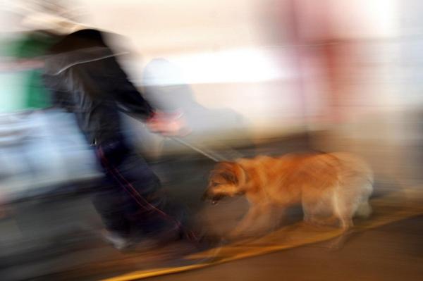 CRUZIME FĂRĂ MARGINI! Cioban din Braşov, acuzat că ar fi omorât cu toporul o căţelusă. Individul şi-ar fi atacat tatăl, tot cu toporul!
