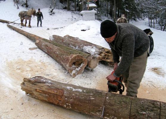 Nu au viaţă uşoară! Pădurarii din Teleorman, AGRESAŢI de hoţii de lemne