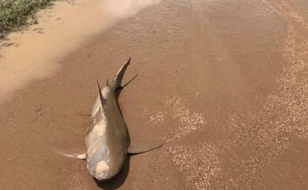 Scene INCREDIBILE în Australia. Un RECHIN a apărut în mijlocul unui drum FOTO şi VIDEO