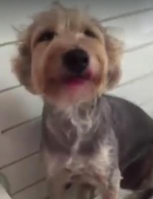 VIDEO. A ros machiajele stăpânei, până i s-a umplut blăniţa de farduri! Imagini extrem de hazlii cu blănosul devorator de rujuri