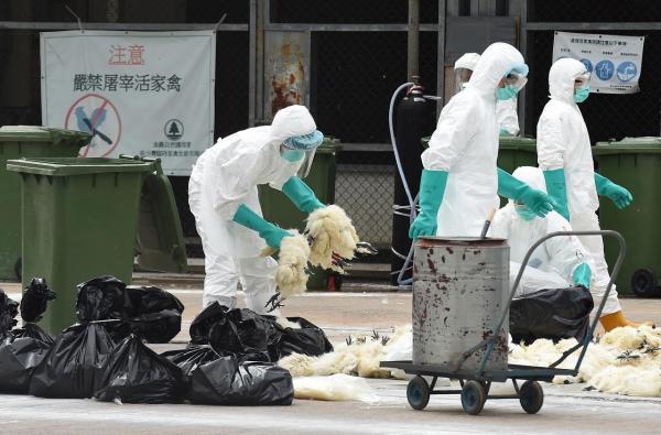 FOCAR de pseudopestă aviară, identificat de autorităţi. Unde a apărut infestarea