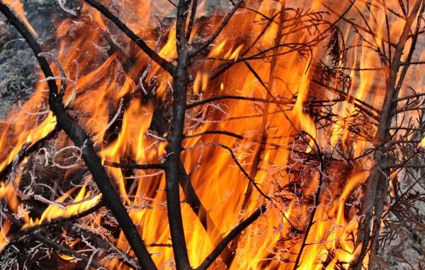 Incendii de vegetaţie uscată: Pompierii au stins OPT focare în DOUĂ ZILE
