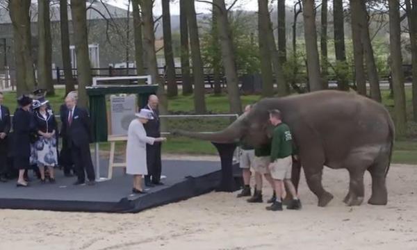 Imagini INEDITE! Regina Elisabeta a Marii Britanii a hrănit un elefant cu banane (VIDEO)