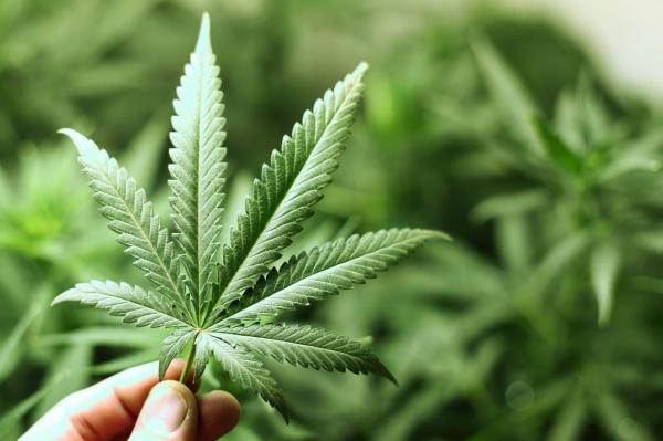 Încă o ţară se pregăteşte să legalizeze, din 2018, marijuana. Românii pot intra fără viză în această ţară