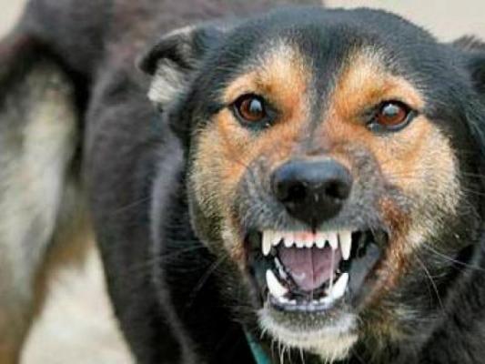 Care este starea copilului ATACAT DE CÂINI, la Cluj, în curtea unei firme