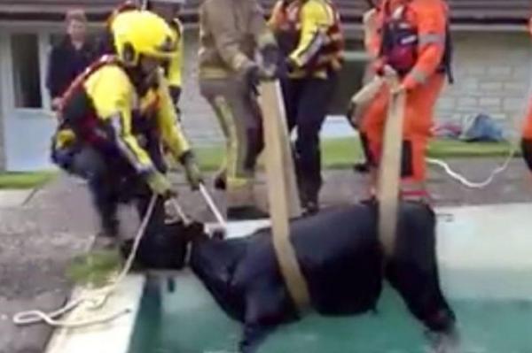 Operaţiune BIZARĂ: Un VIŢEL a fost salvată de la ÎNEC, după ce a căzut într-o PISCINĂ VIDEO