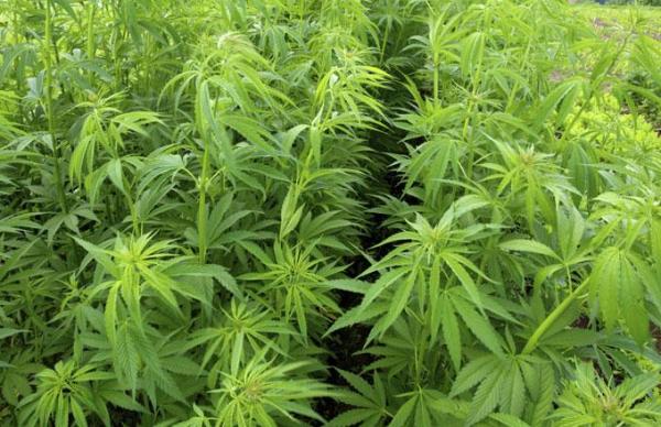 Consumatorii de MARIJUANA se vor bucura un de un canal video şi o aplicaţie SPECIAL creată pentru ei, anul acesta