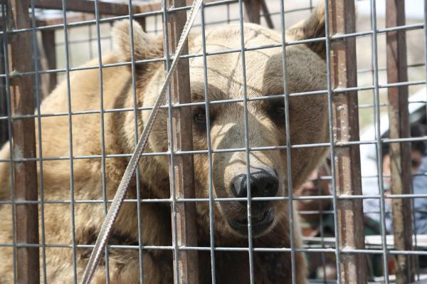ÎNGROZITOR: Un urs a SMULS braţul unui băiat şi l-a MÂNCAT