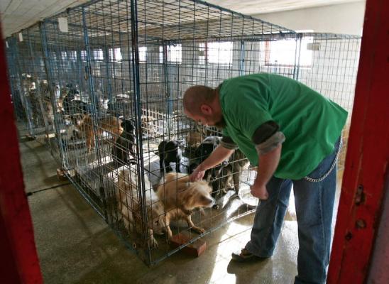 Bucureştiul va beneficia de POLIŢIA ANIMALELOR, până la sfârşitul anului