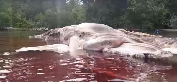 Descoperire ŞOCANTĂ! Rămăşiţe uriaşe ale unei CREATURI NEIDENTIFICATE aduse de apă, pe o plajă! Oamenii spun că nu au văzut în viaţa lor AŞA CEVA! | VIDEO