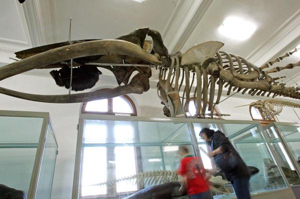 Noaptea Muzeelor 2017. Brâncuşi, dinozauri în mărime naturală şi un craniu uriaş din cuarţ. Programul celor mai inedite expoziţii din Bucureşti