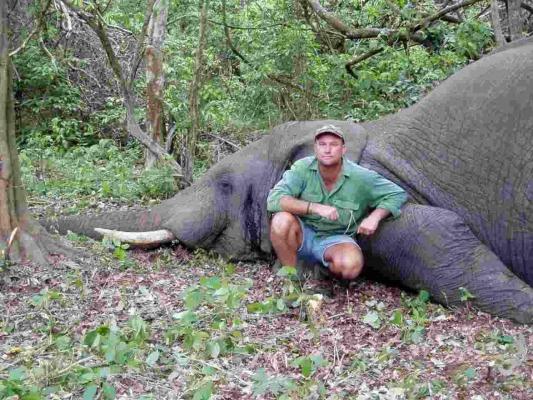 SOARTĂ CRUDĂ! Un vânător împătimit a murit STRIVIT de un elefant, care fusese împuşcat după ce îl ridicase pe bărbat cu trompa (FOTO)