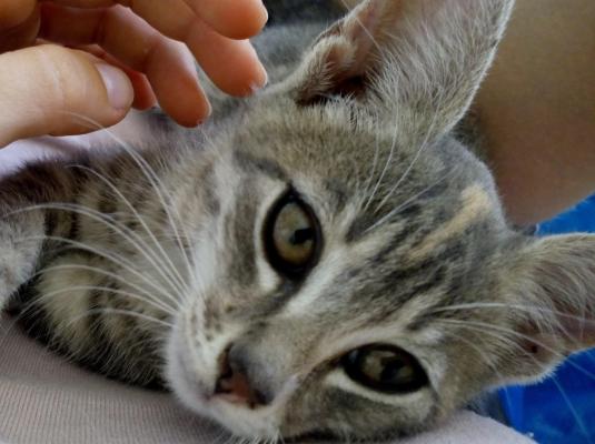 Japonezii sunt renumiţi pentru metodele de relaxare! De data asta au inventat terapia prin... torsul pisicilor! Metoda a fost deja adoptată de marile companii din Tokyo