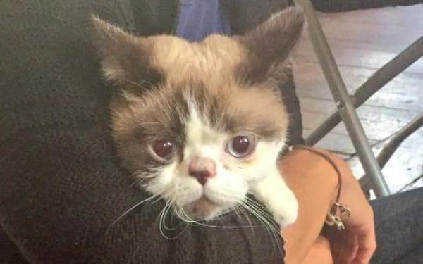 Imaginea care a emoţionat Internetul! O pisicuţă a fost salvată din turnul mistuit de foc, în Londra. Stăpânii săi sunt daţi dispăruţi