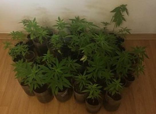 Poliţia a destructurat o grupare de traficanţi de droguri din Timiş. Membrii grupării cultivau cannabis, în GHIVECE,  pe BALCON