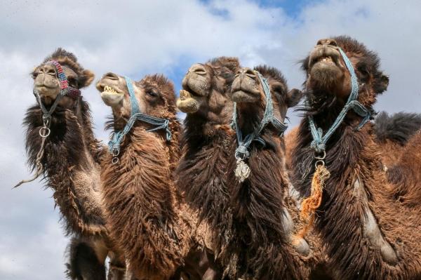 Criza din Golf afectează chiar şi animalele! Arabia Saudită a extrădat mii de... cămile din Qatar. Animalele au fost blocate zile întregi la graniţă