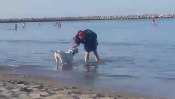 VIDEO Un câine de luptă s-a plimbat pe plajă printre copii, la Mamaia, fără botniţă şi lesă. Stăpâna FIAREI nu s-a sinchisit de pericol