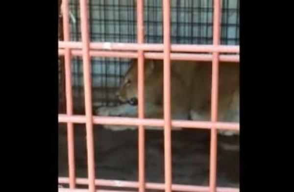 Un bărbat de lângă Titu a crescut DOI LEI în spatele casei! Fiarele erau animale de companie (VIDEO)