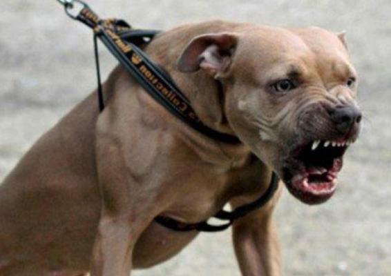 Tânără din Bihor, SFÂŞIATĂ de un Amstaff în plină stradă! Câinele de luptă a muşcat-o pe femeie de mâini şi de cap, după ce a scăpat din lanţ