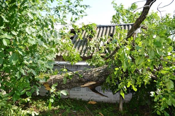 Ploile fac ravagii în Neamţ! O familie s-a rătăcit pe munte, mai multe case au fost inundate, iar vântul a doborât copaci şi cabluri electrice